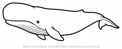 Grönlandwal Ausmalbild im Arktischen Ozean