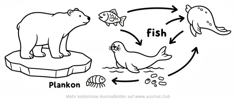 Arktische Nahrungskette Ausmalbild mit Eisbär, Robbe, Fisch und Plankton