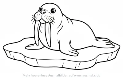 Walross auf Eisscholle Ausmalbild