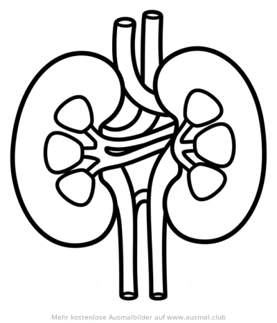 Niere Ausmalbild Anatomie