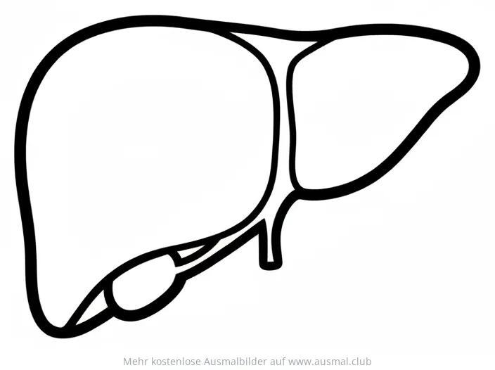 Leber Ausmalbild mit Gallenblase