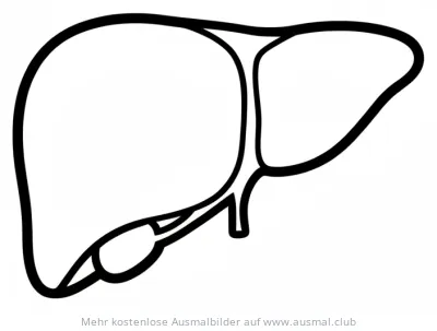 Leber Ausmalbild mit Gallenblase