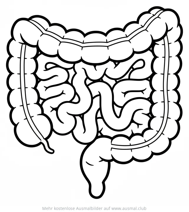 Darm Ausmalbild