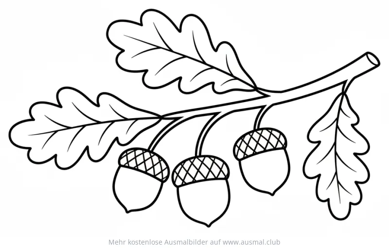 Eicheln am Zweig Ausmalbild