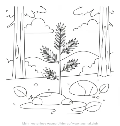 Kiefer Setzling Ausmalbild im Wald