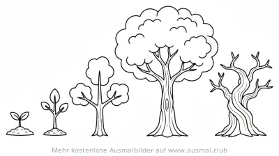 Baum Wachstum Ausmalbild mit verschiedenen Wachstumsstadien