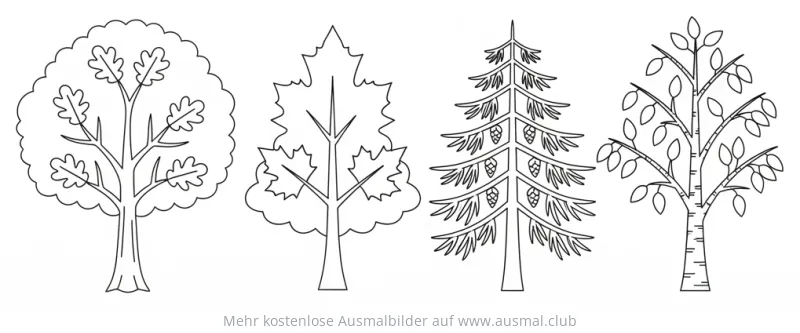 Verschiedene Baumarten (Eiche, Ahorn, Tanne, Birke) Ausmalbild