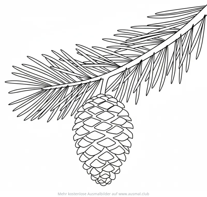 Zapfen an Ast Ausmalbild