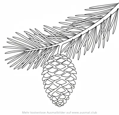 Zapfen an Ast Ausmalbild
