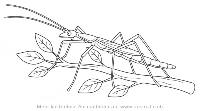 Stabheuschrecke auf Zweig Ausmalbild