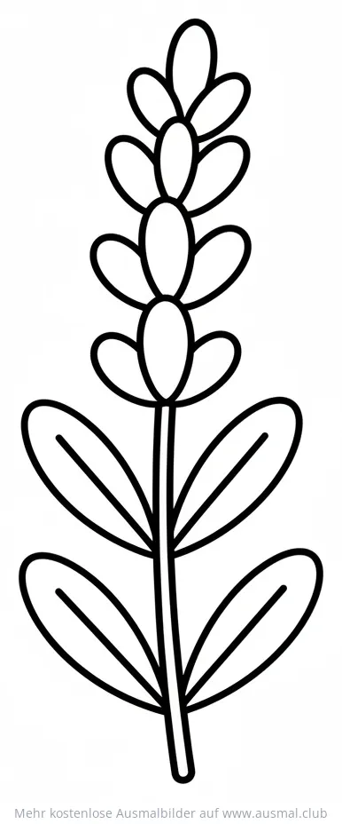 Lavendel Ausmalbild mit einfachen Konturen