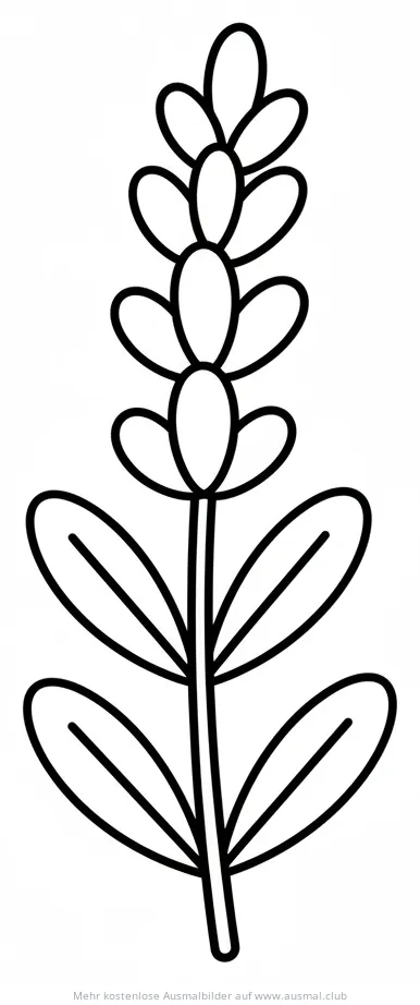 Lavendel Ausmalbild mit einfachen Konturen