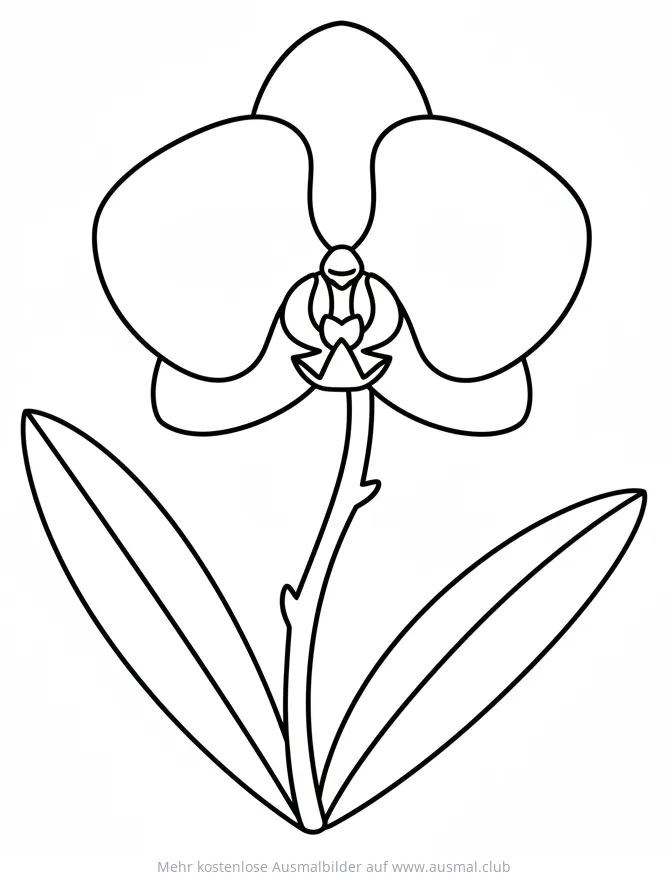 Orchidee Ausmalbild mit Blüte und Blättern