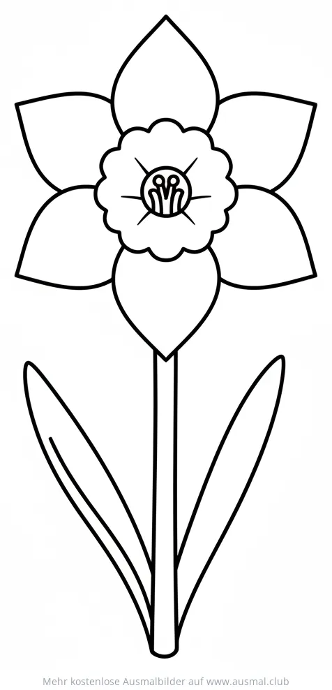 Narzisse Ausmalbild mit Blüten und Blättern