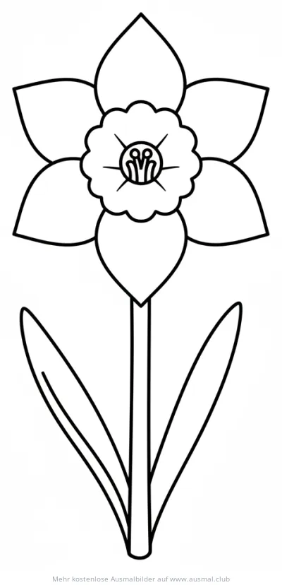 Narzisse Ausmalbild mit Blüten und Blättern