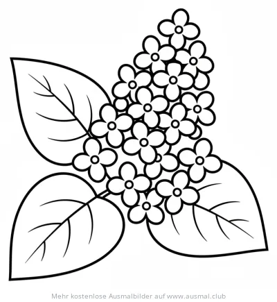 Fliederzweig Ausmalbild mit Blüten und Blättern