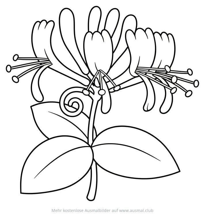 Geißblatt Ausmalbild mit Blüte und Blättern