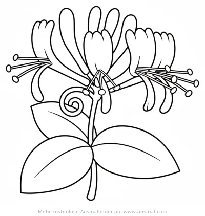 Geißblatt Ausmalbild mit Blüte und Blättern