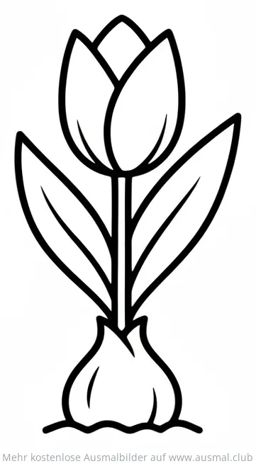 Tulpenzwiebel Ausmalbild