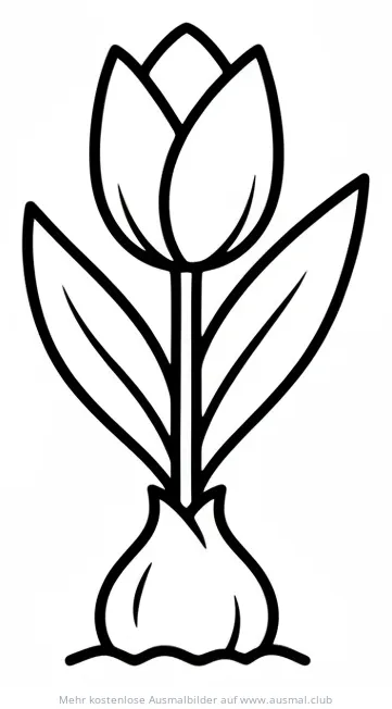 Tulpenzwiebel Ausmalbild