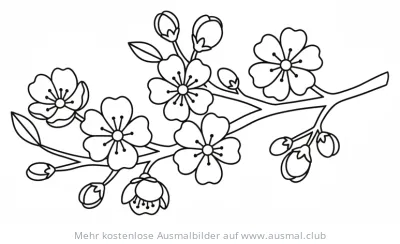 Kirschblüten Zweig Ausmalbild