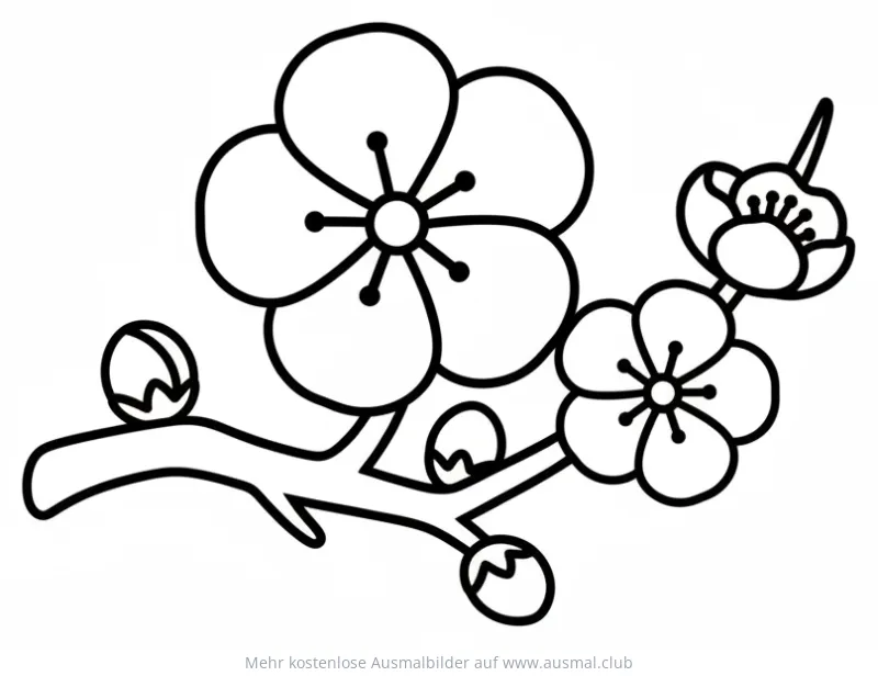 Pflaumenblüte Ausmalbild mit Zweig und Knospen
