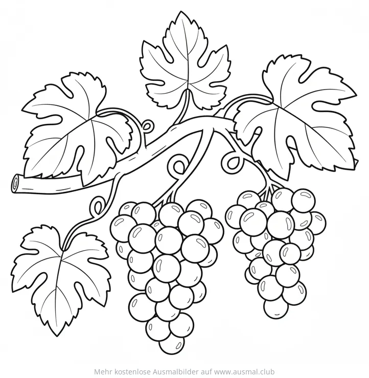 Trauben am Weinstock Ausmalbild