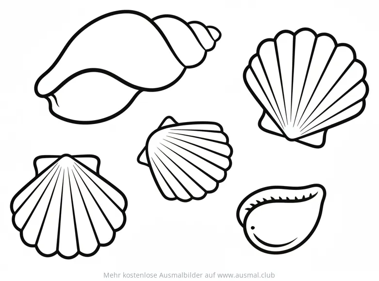 Muscheln Sammlung Ausmalbild