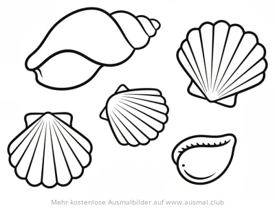 Muscheln Sammlung Ausmalbild