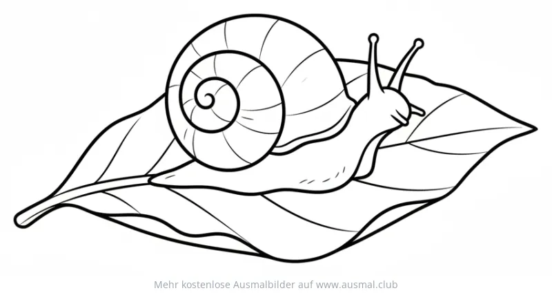 Schnecke kriecht auf einem Blatt Ausmalbild