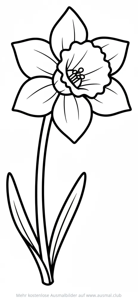 Narzisse Ausmalbild