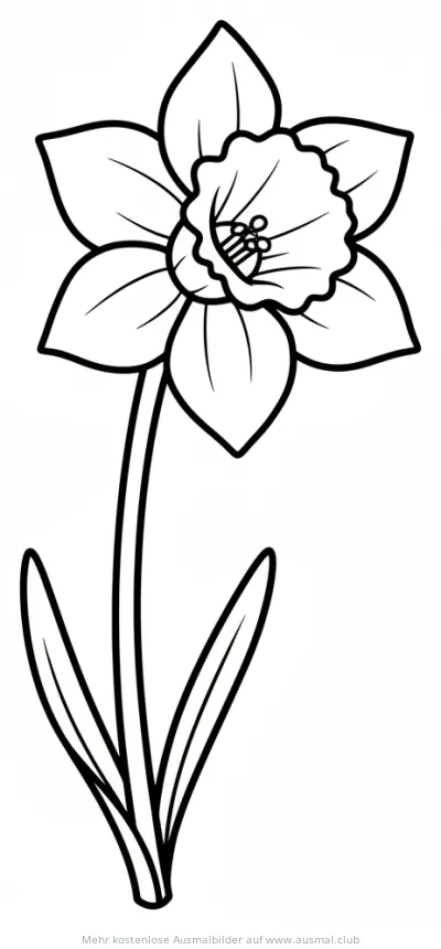 Narzisse Ausmalbild