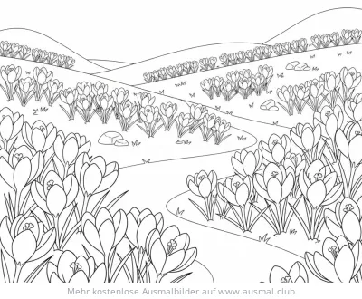 Krokusse Ausmalbild im Feld