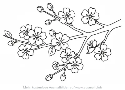 Kirschblütenzweig mit Blüten und Knospen Ausmalbild