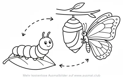 Raupe, Puppe und Schmetterling Ausmalbild