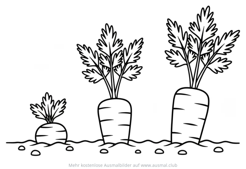 Karotten Pflanzen in verschiedenen Wachstumsstadien Ausmalbild