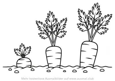 Karotten Pflanzen in verschiedenen Wachstumsstadien Ausmalbild