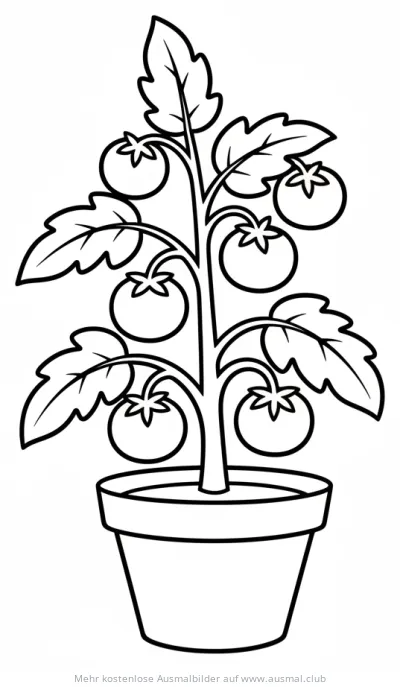 Tomatenpflanze im Topf Ausmalbild
