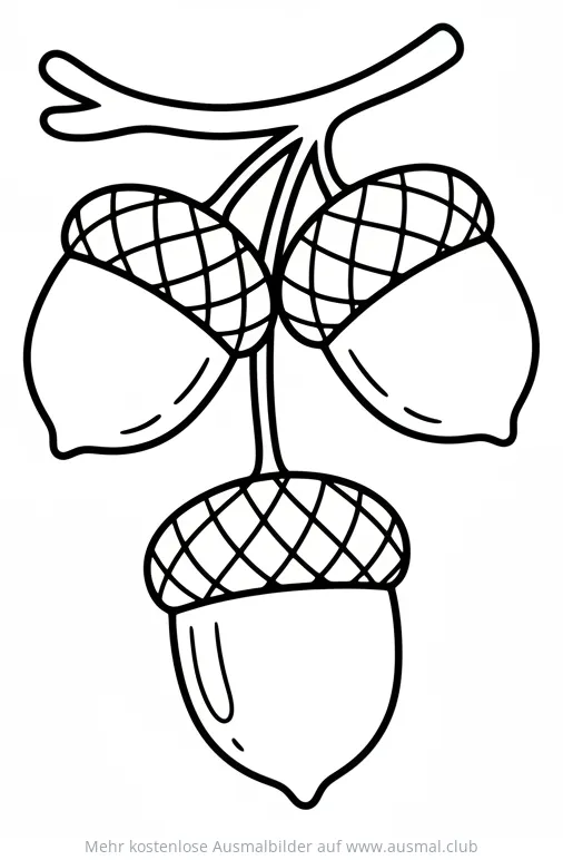 Eicheln Ausmalbild an einem Ast