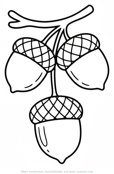 Eicheln Ausmalbild an einem Ast