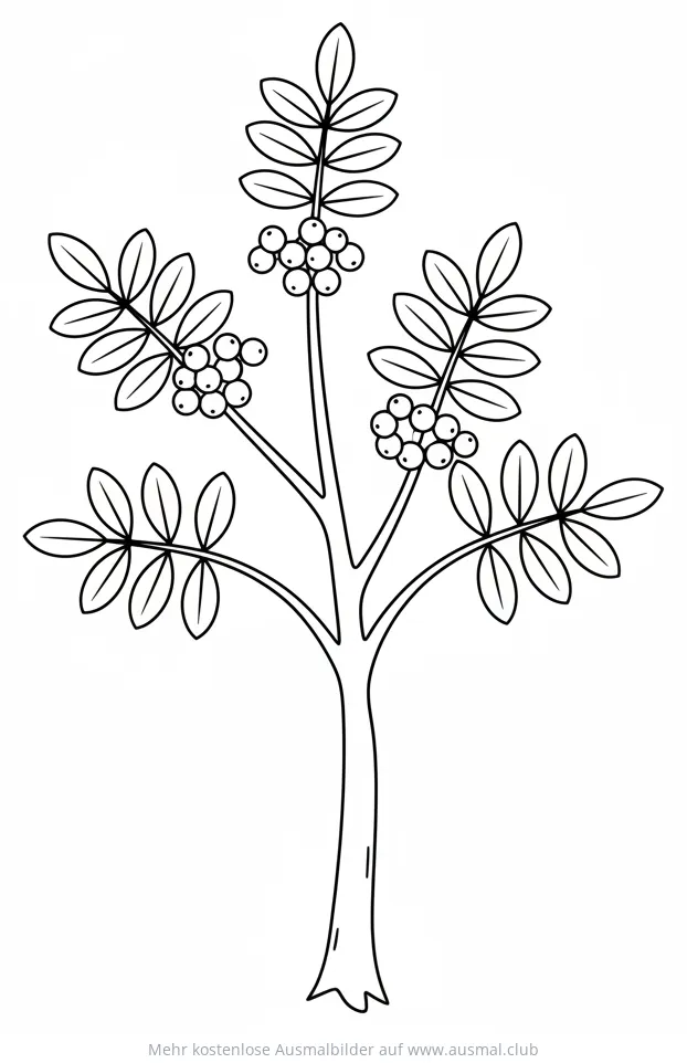 Eberesche mit Blättern und Beeren Ausmalbild