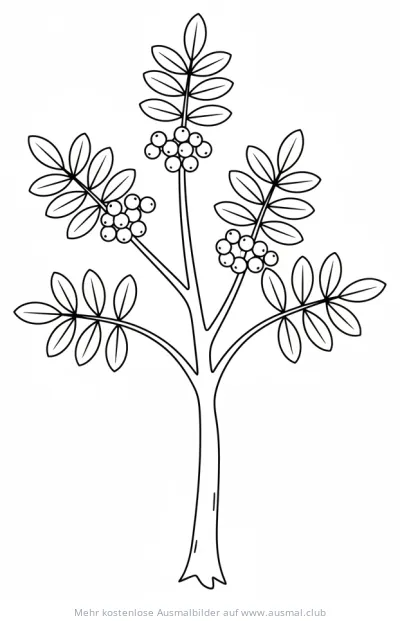 Eberesche mit Blättern und Beeren Ausmalbild