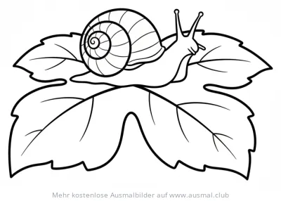 Schnecke auf Blatt Ausmalbild
