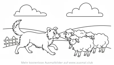 Border Collie treibt Schafe Ausmalbild