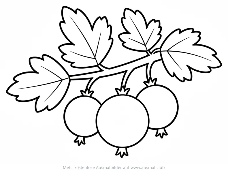 Stachelbeere Ausmalbild mit Blättern am Zweig