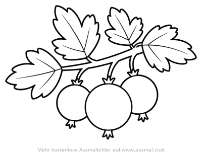 Stachelbeere Ausmalbild mit Blättern am Zweig