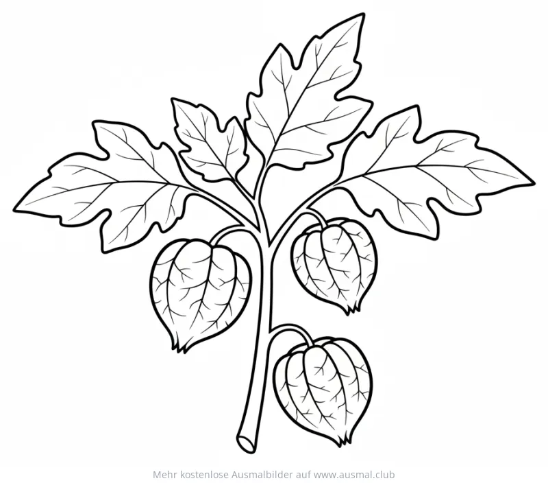 Physalis Pflanze mit Blättern und Früchten Ausmalbild