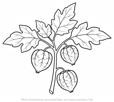 Physalis Pflanze mit Blättern und Früchten Ausmalbild