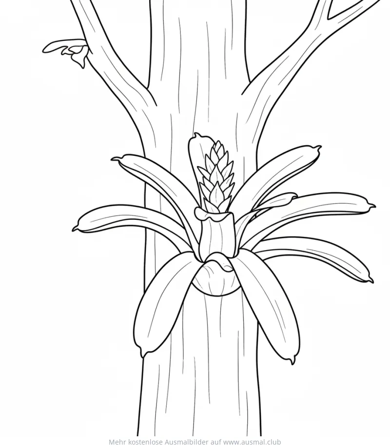 Bromelie wächst an Baumstamm Ausmalbild