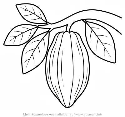 Kakao Frucht am Ast Ausmalbild